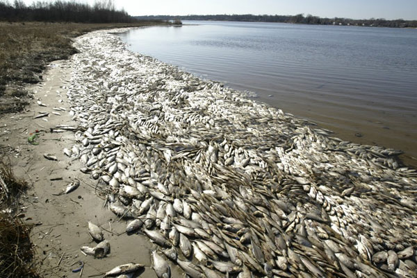 Cá chết hàng loạt trên thượng nguồn sông Gianh