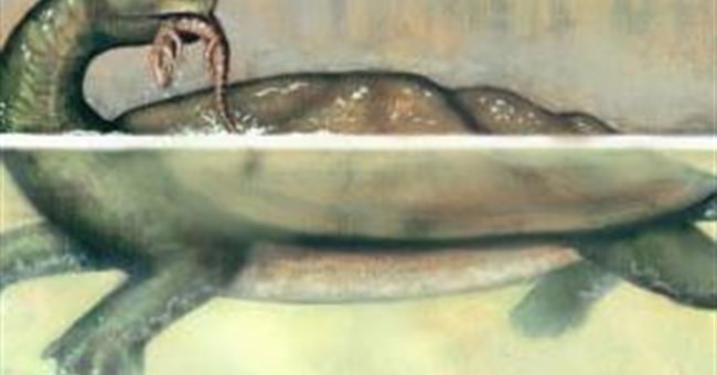 Rùa khổng lồ to bằng ôtô