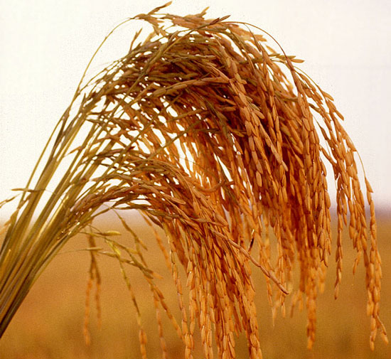 Nhật trồng thành công giống lúa ít hấp thu Cadmium