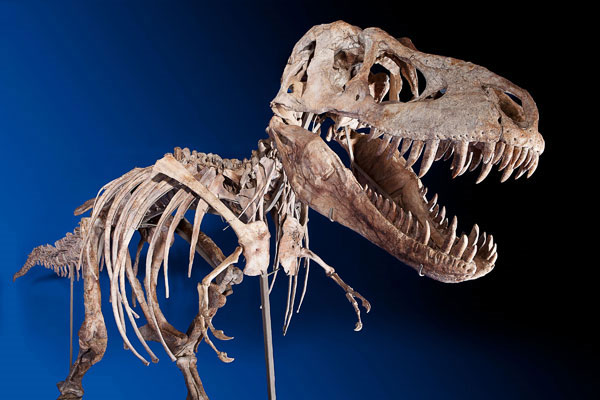Bộ xương khủng long gần hoàn thiện được bán với giá gần 22 tỷ đồng. 