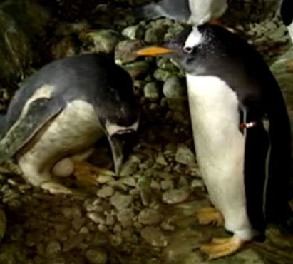 Cặp chim cánh cụt đồng tính đã có trứng để ấp