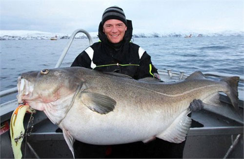 Bắt được cá tuyết khổng lồ lớn nhất châu Âu