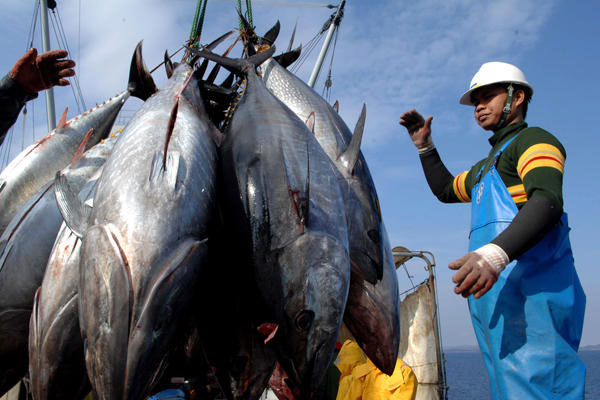Cá ngừ mang phóng xạ từ Nhật sang Mỹ