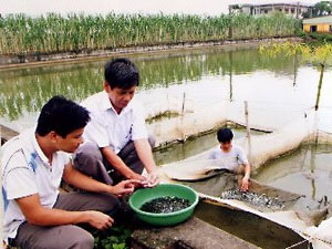 Sản xuất cá lăng chấm bằng phương pháp nhân tạo