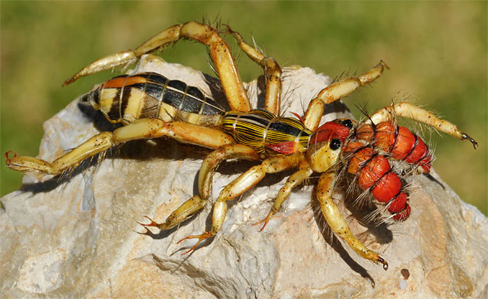 Nhện lạc đà (tên khoa học là Arachnid Solifugae) còn được gọi là Bọ cạp gió. Chúng thuộc họ Nhện lông và sinh sống chủ yếu tại các sa mạc.