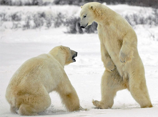 Khoảng 3.000 con gấu trắng đang sống trên đảo Svalbard của Na Uy. 