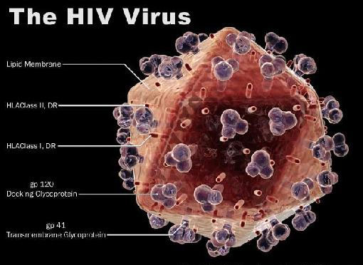 Phát hiện độc tố giúp cải thiện sự miễn dịch với HIV