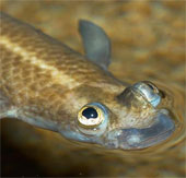 Loài cá có đôi mắt kỳ dị nhất thế giới