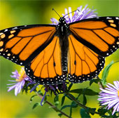 Vẻ đẹp lộng lẫy của bướm vua