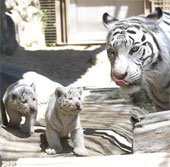 Hổ trắng nuôi nhốt lần đầu chào đời ở Nhật