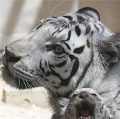 Video: Những con hổ trắng trong vườn thú Tobu
