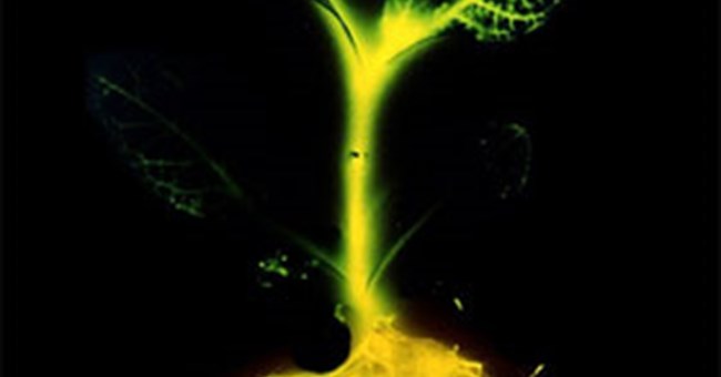 Cây phát sáng có thể thay thế đèn đường