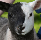 Cừu có khuôn mặt hai màu