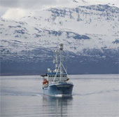 Báo động tình trạng axít hóa tại Bắc Băng Dương