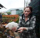 Mưa đá lớn tại Đà Lạt gây thiệt hại nặng