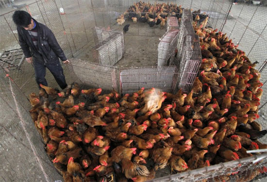 Phát hiện virus H7N9 tại Quảng Đông