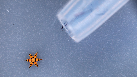 Microgripper - kẹp siêu nhỏ chuyên dùng để lấy mẫu mô