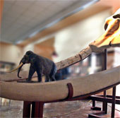 Tìm thấy hóa thạch ngà voi dài 3 mét ở Trung Quốc