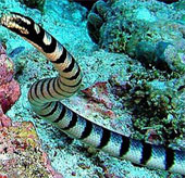 Video: Cuộc chiến giữa rắn biển với đại bàng