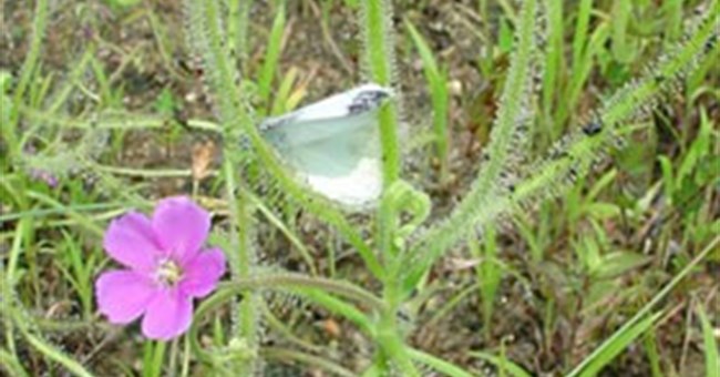 Phát hiện loài cây ăn thịt mới ở Nhật Bản