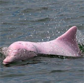 Chiêm ngưỡng cá heo hồng đặc biệt quý hiếm