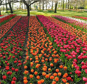 Hoa khoe sắc trong khu vườn lớn nhất thế giới
