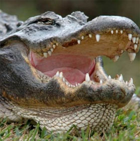 Bí quyết thay răng hàng chục lần ở cá sấu