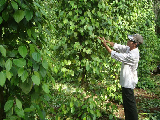 Sử dụng chế phẩm sinh học trong canh tác hồ tiêu