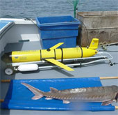 Robot bảo vệ cá tầm