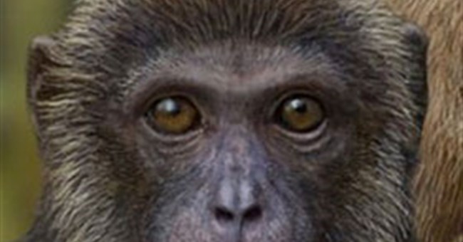 Thêm hai loài “vượn và khỉ” mới vào cây tiến hóa