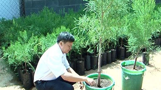 Đắk Lắk phát triển cây thủy tùng từ giống ghép