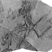 Phát hiện hóa thạch loài chim cách đây 30 triệu năm