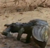 Video: Khỉ mẹ tấn công cá sấu giành lại con mình