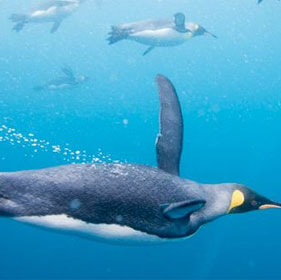 Hé lộ nguyên nhân chim cánh cụt không thể bay