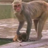 Video: Khỉ mẹ canh xác con bị chết đuối