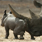 Video: Vườn thú Australia khoe tê giác con