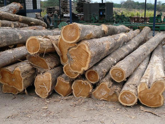 Tinh chế thành công bột gỗ chất lượng cao của Việt Nam