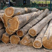 Tinh chế thành công bột gỗ chất lượng cao của Việt Nam