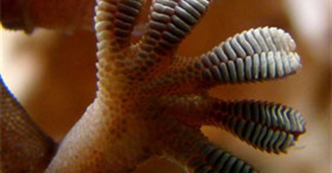 Giải mã cơ chế chống trượt của bàn chân tắc kè