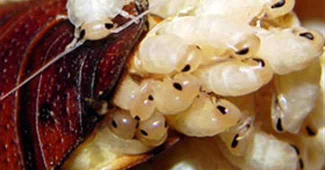 Con người sẽ diệt vong trước loài gián?