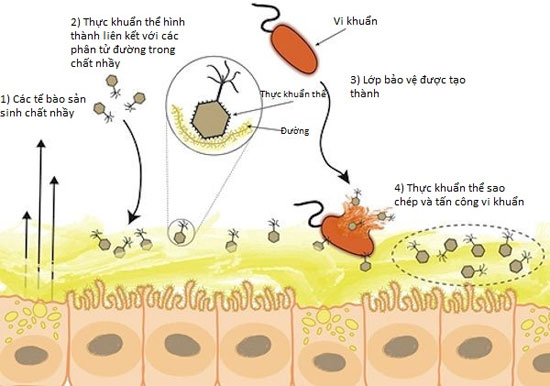 Hệ miễn dịch kì lạ trên chất nhầy của con người và động vật