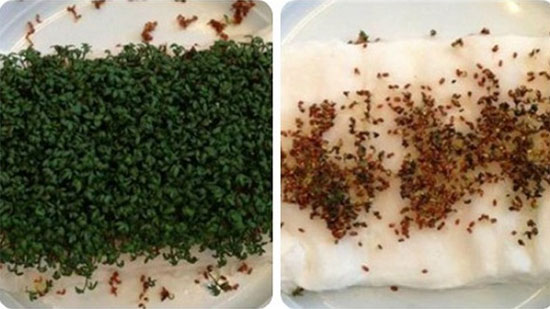 5 nữ sinh nổi tiếng thế giới nhờ thí nghiệm đơn giản