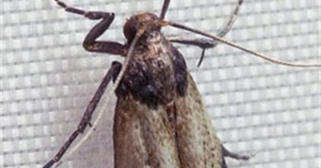 Chuyện ấy càng nhiều, côn trùng càng khốn đốn