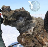 Khai quật voi ma mút còn máu tươi tại Siberia