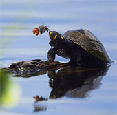 Ảnh đẹp: Ong hút nước mắt của rùa
