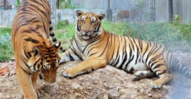 Lần đầu tiên phát hiện 'ông hùm' nuôi con