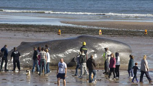 Cá voi mắc cạn và chết trên bờ biển Anh
