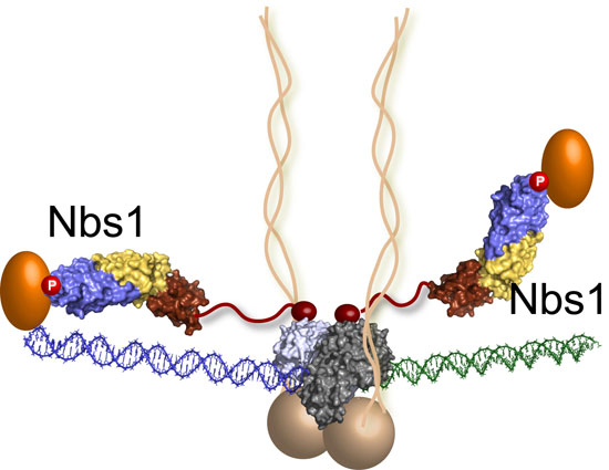 Nguyên nhân đứt gẫy DNA ở tế bào ung thư