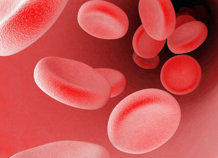 Phát hiện phân tử Bim cắt nguồn cung cấp máu nuôi dưỡng tế bào ung thư