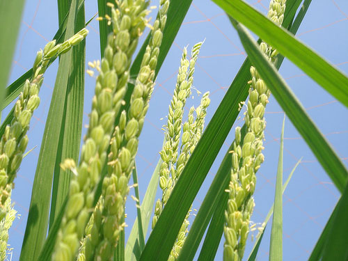 Đưa giống lúa lai ba dòng vào sản xuất đại trà